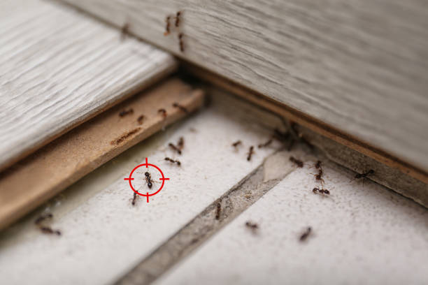 Best Emergency Pest Control  in Broken Bow, NE