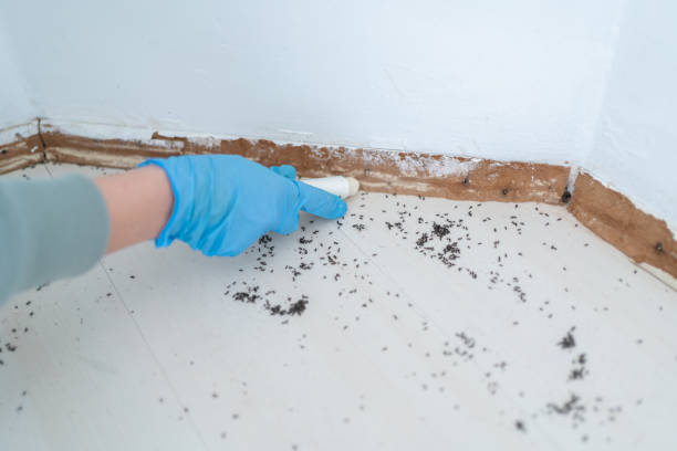 Best Ant Control Services  in Broken Bow, NE